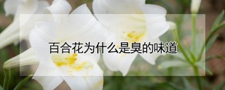 百合花为什么是臭的味道,第1图