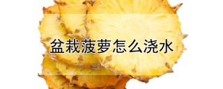 盆栽菠萝怎么浇水,第1图