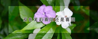 双色茉莉喜阴还是喜阳,第1图