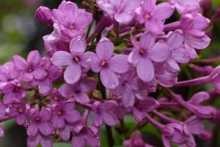 丁香花的香味是怎样的,第2图