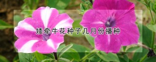 矮牵牛花种子几月份播种,第1图