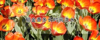 郁金香多长时间浇水,第1图