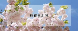 樱花喜水吗,第1图