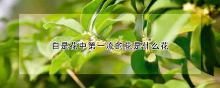 自是花中第一流的花是什么花,第1图