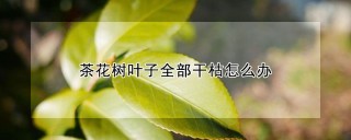 茶花树叶子全部干枯怎么办,第1图