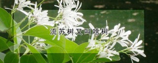 流苏树又叫啥树,第1图