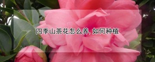 四季山茶花怎么养,如何种植,第1图