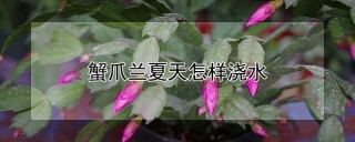 蟹爪兰夏天怎样浇水,第1图