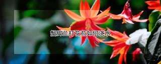 蟹脚兰打花苞如何浇水,第1图