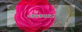 山茶花养殖技术,第1图