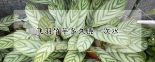 飞羽竹芋多久浇一次水,第1图