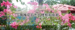 三角梅花后怎么修剪和施肥,第1图