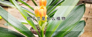 君子兰是什么植物,第1图