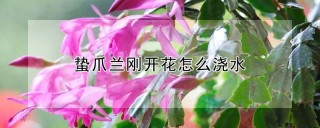 蛰爪兰刚开花怎么浇水,第1图