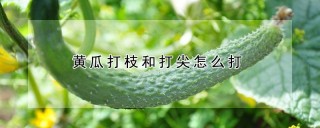 黄瓜打枝和打尖怎么打,第1图