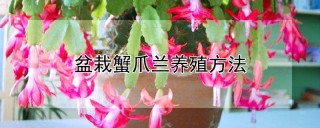 盆栽蟹爪兰养殖方法,第1图