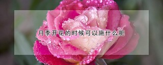 月季开花的时候可以施什么肥,第1图