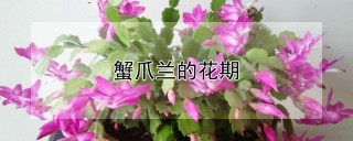 蟹爪兰的花期,第1图