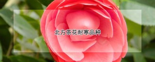 北方茶花耐寒品种,第1图