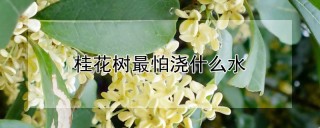 桂花树最怕浇什么水,第1图