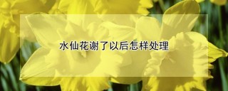 水仙花谢了以后怎样处理,第1图