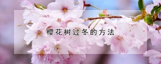 樱花树过冬的方法,第1图