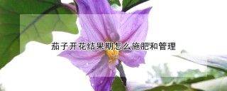 茄子开花结果期怎么施肥和管理,第1图