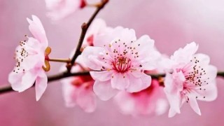 桃花是什么季节开的,第1图