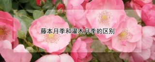 藤本月季和灌木月季的区别,第1图