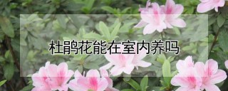 杜鹃花能在室内养吗,第1图