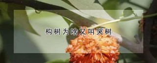 构树为啥又叫哭树,第1图