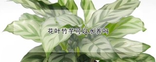 花叶竹芋可以水养吗,第1图