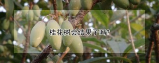 桂花树会结果子吗?,第1图