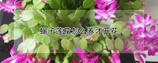 蝎子莲花怎么养才开花,第1图