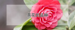 茶花的品种,第1图