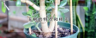 玉树的特点和样子,第1图