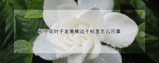 栀子花叶子发黄焦边干枯是怎么回事,第1图