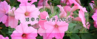 矮牵牛一年开几次花,第1图