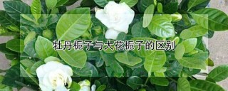 牡丹栀子与大花栀子的区别,第1图