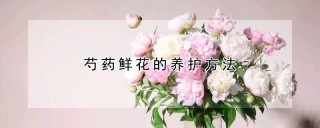 芍药鲜花的养护方法,第1图