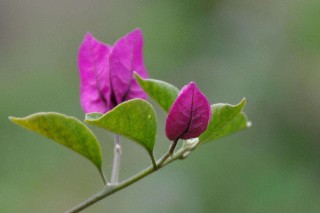 三角梅换盆后叶子蔫了，调节湿度/控温控光/通风重载,第2图