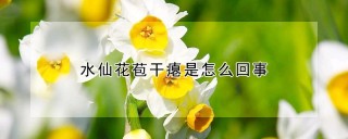 水仙花苞干瘪是怎么回事,第1图