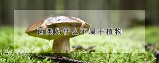 菌类为什么不属于植物,第1图