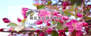 桃花怎么插才能活,第1图