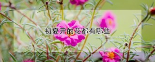 初夏开的花都有哪些,第1图