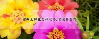 重瓣太阳花怎样过冬,需要修剪吗,第1图