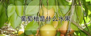 葡萄柚是什么水果,第1图