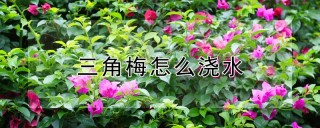 三角梅怎么浇水,第1图