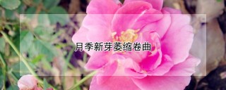 月季新芽萎缩卷曲,第1图