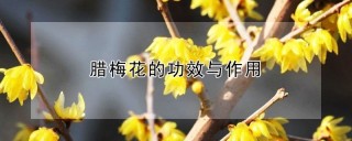 腊梅花的功效与作用,第1图